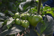 Presentaron los primeros resultados del Relevamiento Florihortícola Platense 2025