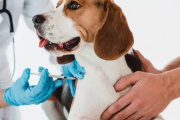¿Dónde estarán esta semana las jornadas de castración y vacunación antirrábica para perros y gatos en La Plata?