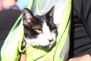 Más fechas para vacunar y castrar perros y gatos en La Plata de forma gratuita