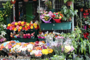 El Municipio reglamentó la ubicación, condiciones y funcionamiento de los puestos de venta de flores en La Plata