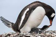 Un estudio señala que los pingüinos de la Antártida están adelantando su reproducción "a un ritmo nunca antes observado"