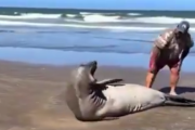 En la La Lucila del Mar se armó un escándalo porque un hombre acarició a un elefante marino