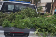 Una denuncia por violencia de género terminó con un detenido y la incautación de plantas de marihuana y tablets del Estado