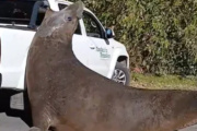 Sorpresa por la aparición de un elefante marino en el camino que va hacia la Isla Santiago