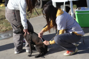 La Plata: anunciaron jornadas veterinarias gratuitas en Arana, El Rincón y San Carlos