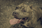 Denuncian que dos pitbull mataron a cuatro perros e hirieron vecinos en Villa Elisa