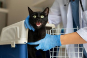 Detectaron un gato con rabia en el gran Buenos Aires y suenan las alarmas: qué hay que hacer