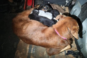 Salvaron a una perra y sus ocho cachorros atrapados en un desagüe