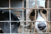 Rescatan a cinco galgos desnutridos durante un allanamiento en La Plata