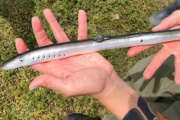 Un joven fue reconocido por científicos tras hallar una especie en el Río de la Plata