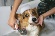 "Perrijos": la economía de las mascotas suma un nuevo negocio, seguros para perros y gatos
