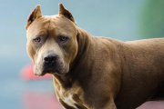 Otro ataque de pitbull en La Plata: la víctima debió ser asistida por personal del SAME