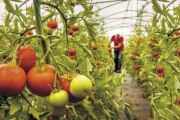 Productores de la región advirtieron sobre la "situación crítica" del sector