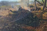 Denuncian deforestaciones en una zona de "importancia ambiental" de la Isla Santiago