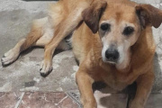Atropellaron y abandonaron a una perrita en La Plata y buscan al responsable