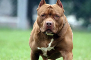 Un nene de 4 años murió tras ser atacado por un perro pitbull en una casa