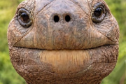 Confirmaron cuál es el animal más viejo del mundo: nació en 1832 y rompe todos los récords