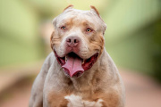 Otro ataque de pitbull en La Plata: heridas en piernas, brazos y la zona de las costillas