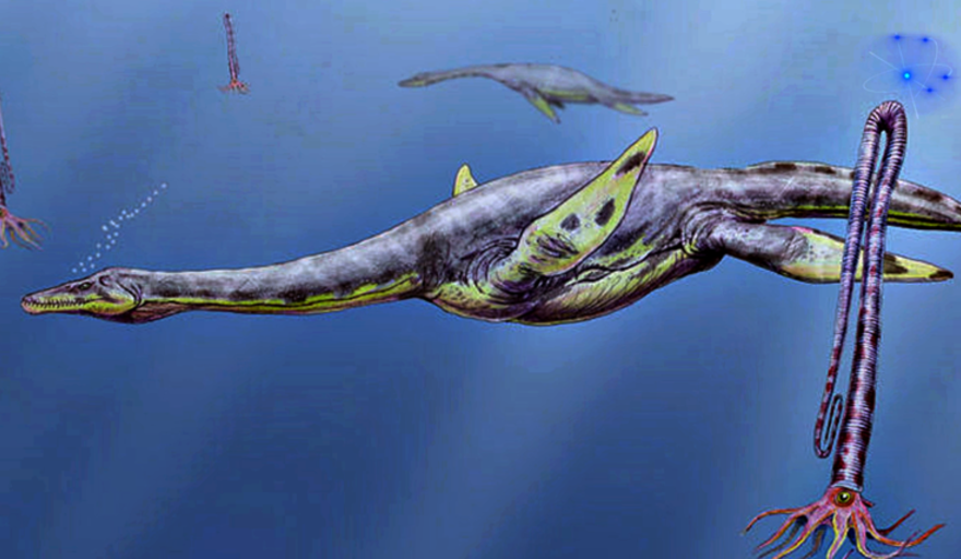 Hallaron en la Isla Marambio de la Antártida restos de un reptil gigante Hallaron en la Isla Marambio de la Antártida restos de un reptil gigante