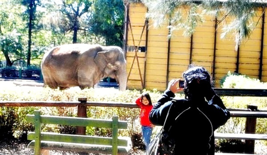 Después de 50 años en el Zoo de La Plata, la elefanta "Pelusa" será enviada  a un santuario en Brasil - Info Blanco Sobre Negro