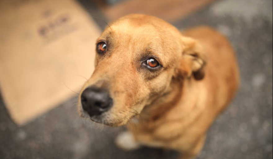 La Plaza Belgrano de La Plata será sede de una feria a beneficio de animales rescatados