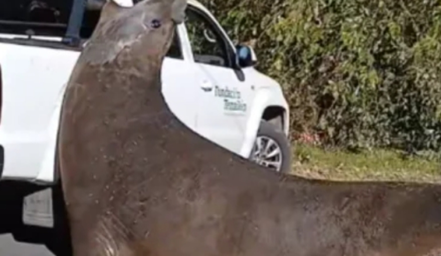Sorpresa por la aparición de un elefante marino en el camino que va hacia la Isla Santiago